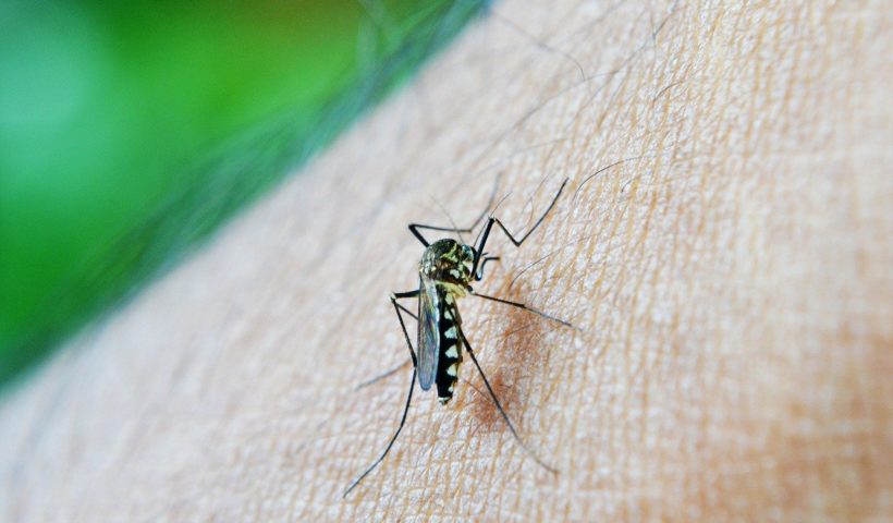 Estado de São Paulo registra mais de 2 mil casos de dengue em janeiro