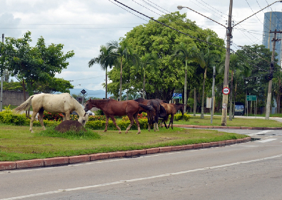 Foto: Charles de Moura/PMSJC