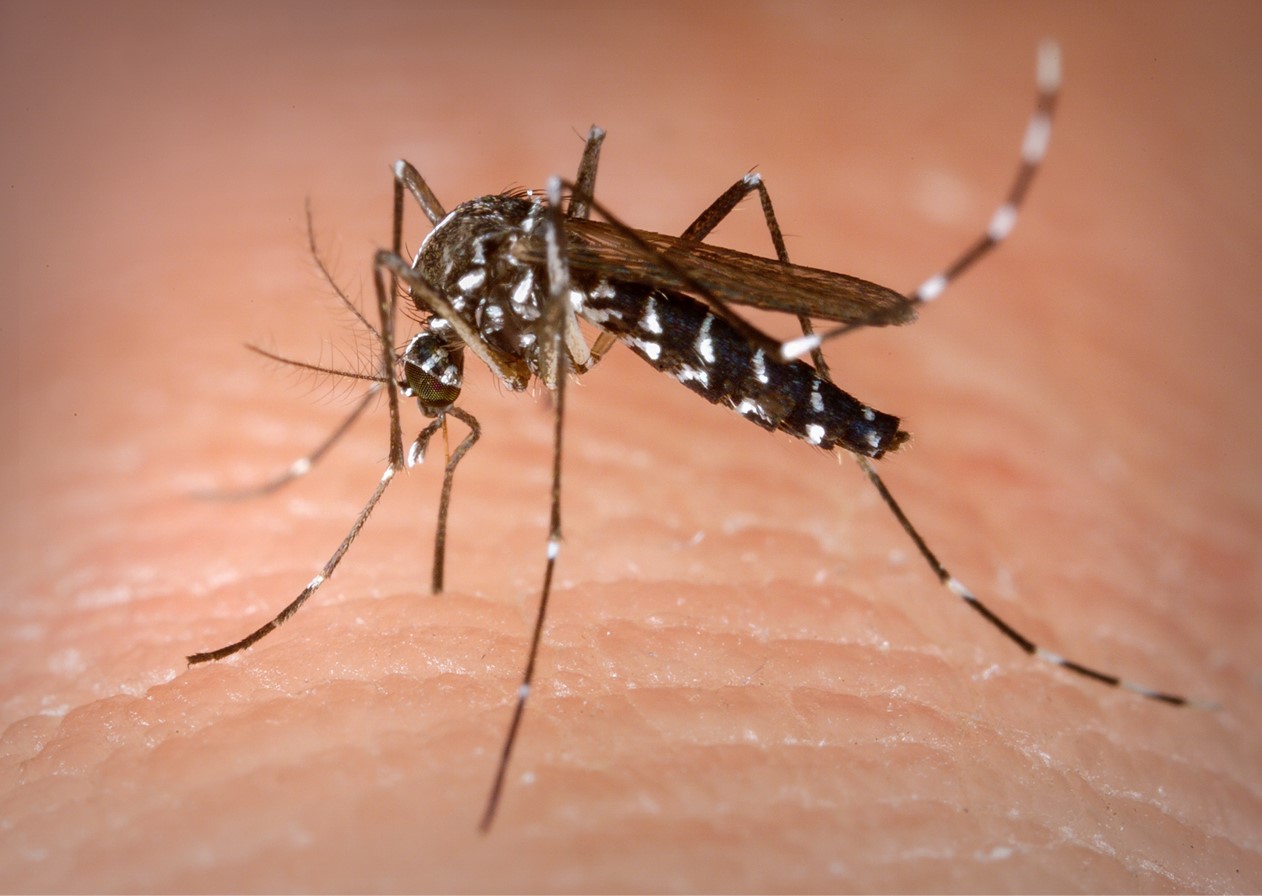 dengue avaliacao mosquito