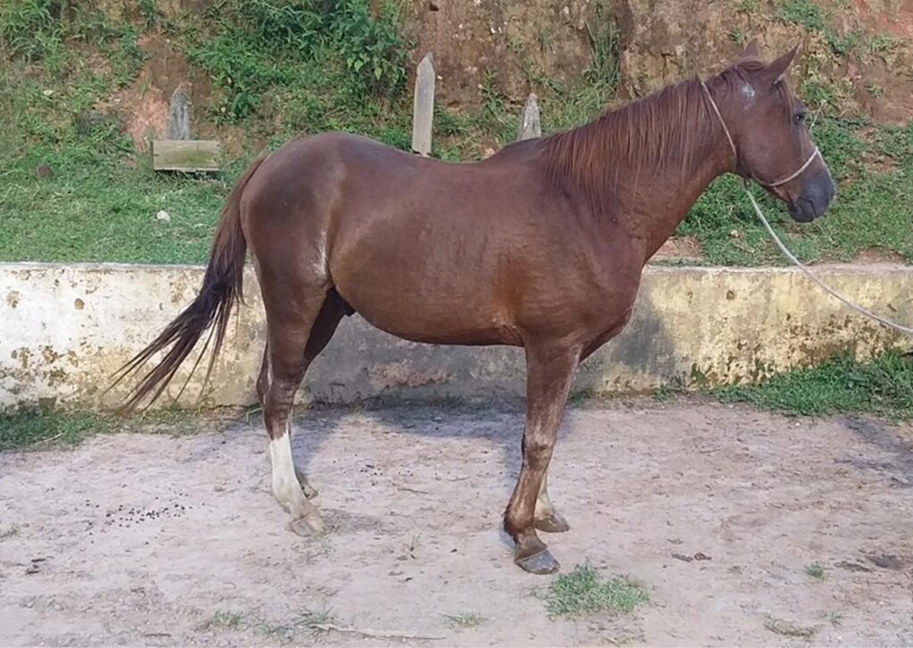 feira animais grandes ccz São José