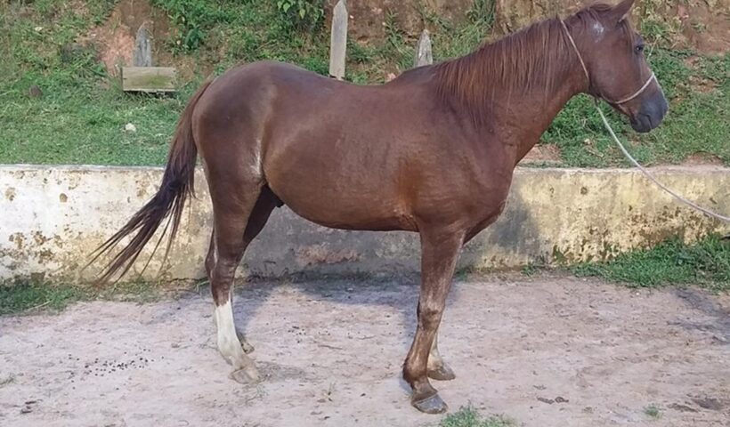 feira animais grandes ccz
