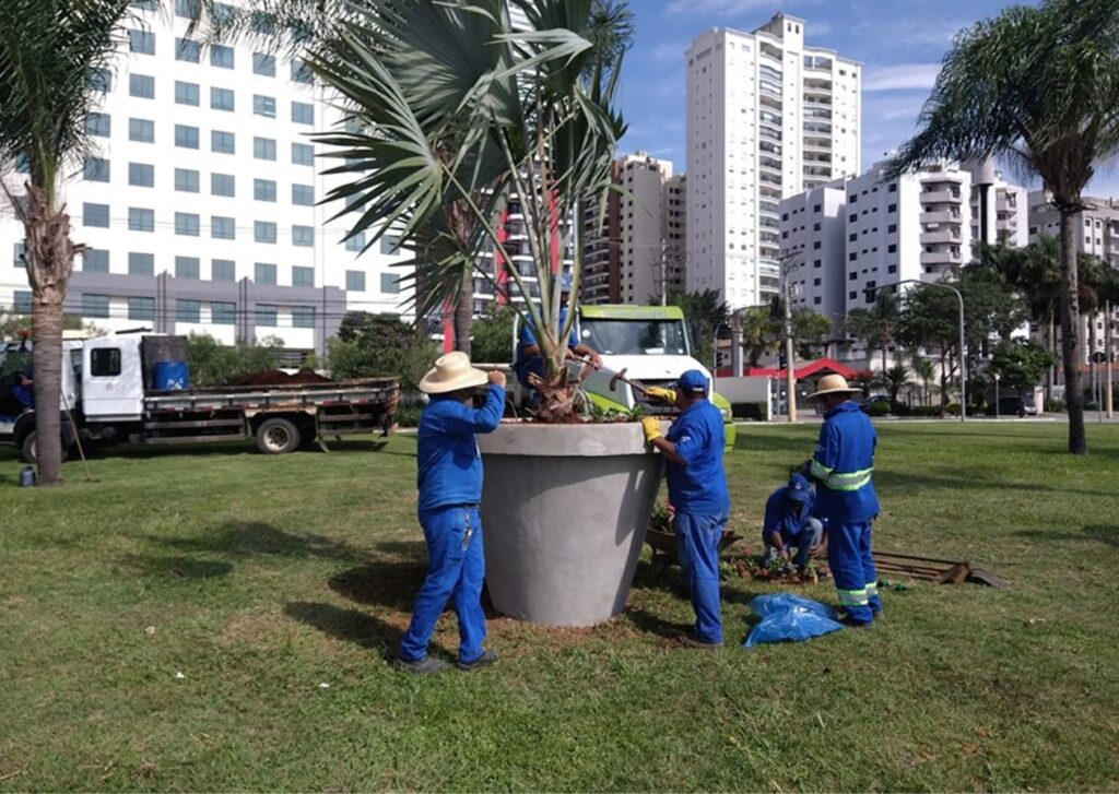palmeiras azul sjc