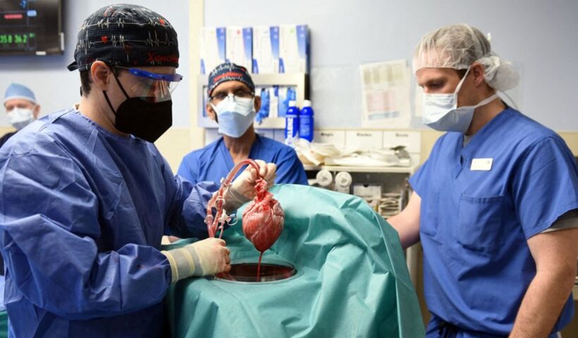 Homem se recupera após transplante com coração de porco