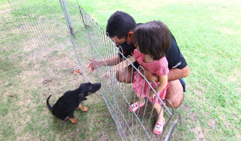Primeira feira de adoção de cães e gatos no ano será neste sábado