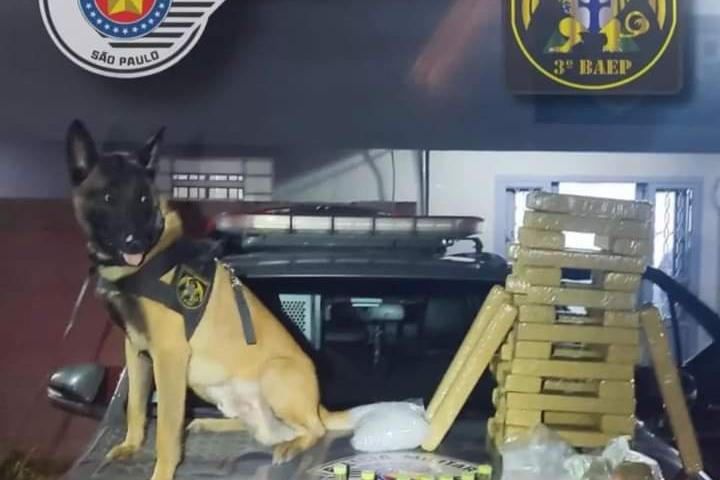 Cão farejador do BAEP auxilia na prisão de casal com mais de 30 kg de maconha em São José