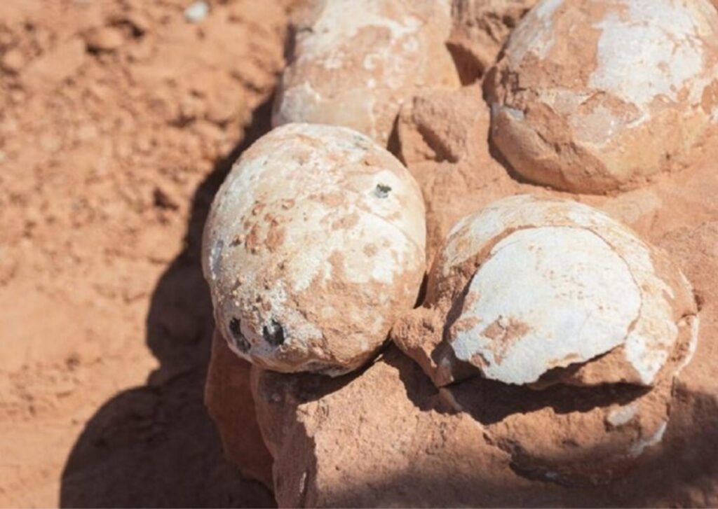 Ninhada de ovos de dinossauro é descoberta no interior paulista