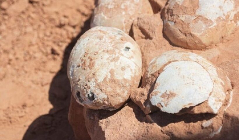 Ninhada de ovos de dinossauro é descoberta no interior paulista