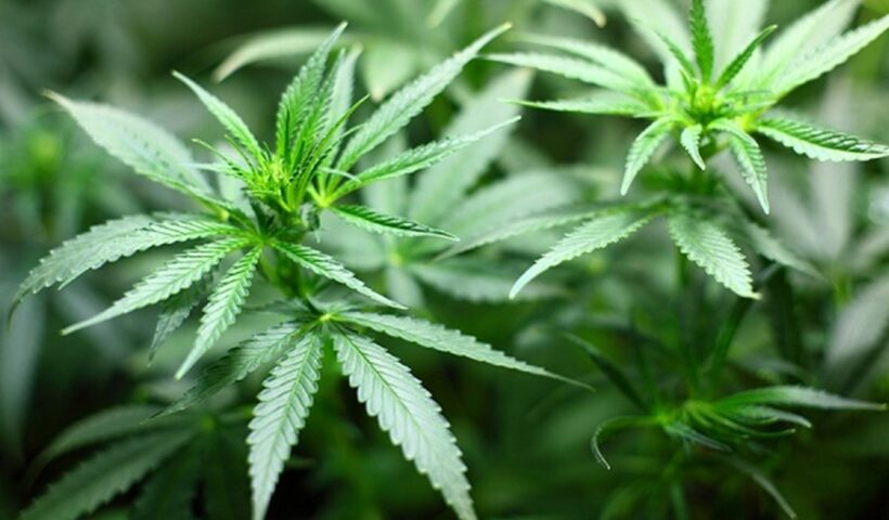 Anvisa aprova três produtos à base de cannabis