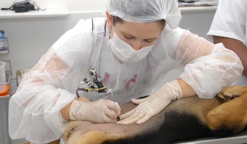 Guaratinguetá quer castrar 400 cães e gatos durante março