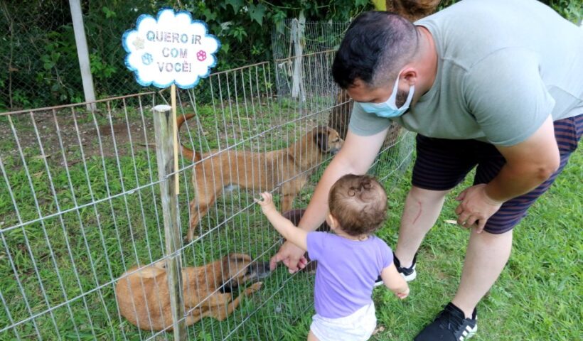 SJC realiza feira de adoção de cães e gatos neste sábado