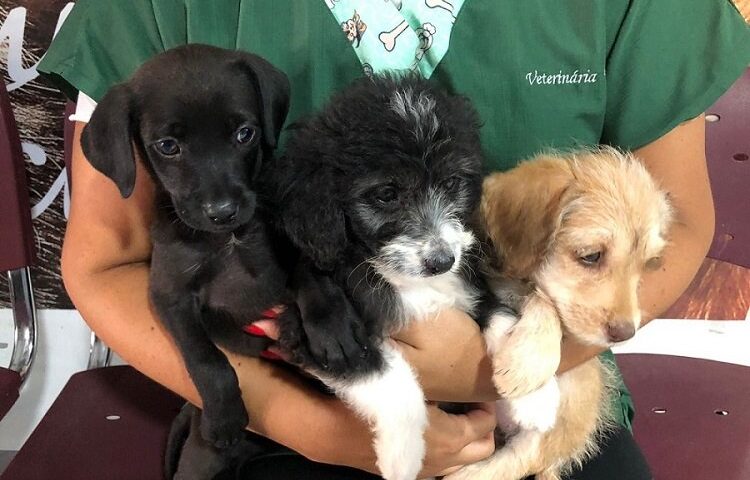 Taubaté recolhe doações para animais desabrigados de Petrópolis
