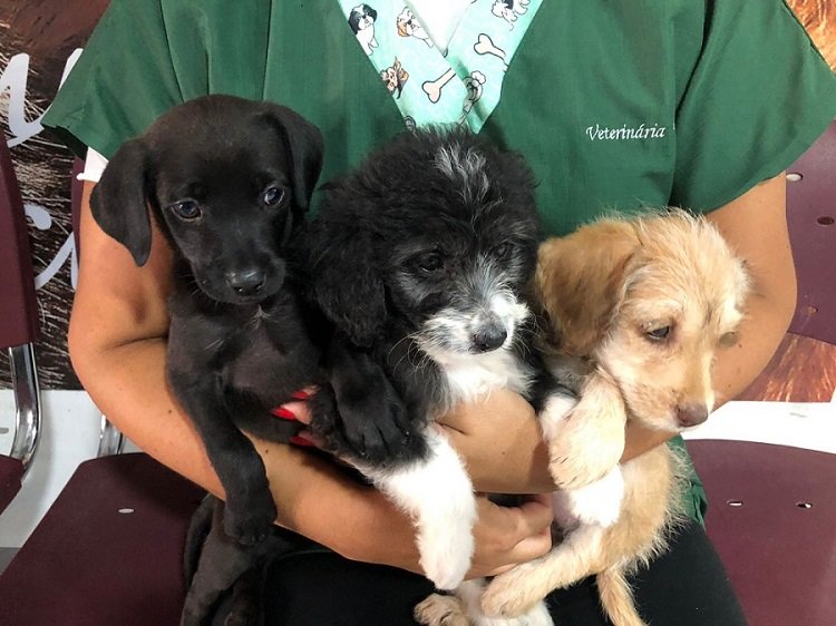 Taubaté recolhe doações para animais desabrigados de Petrópolis