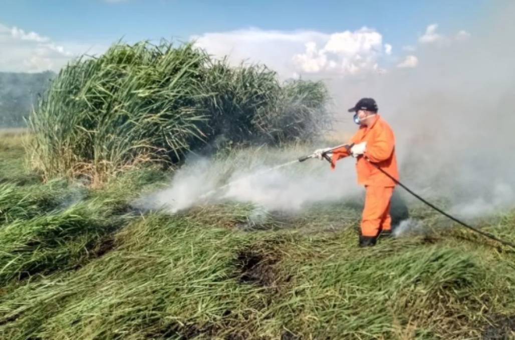 Incêndio atinge área de mata de 15 mil metros quadrados em Taubaté