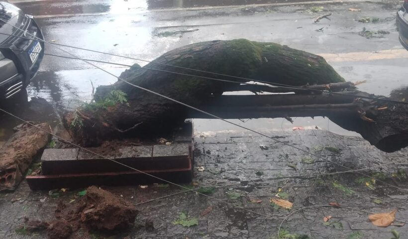Temporal atinge região norte de São José, derruba árvore e destelha asilo