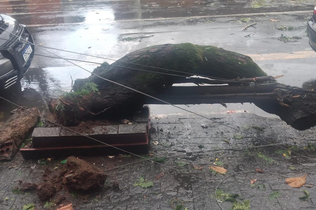 Temporal atinge região norte de São José, derruba árvore e destelha asilo
