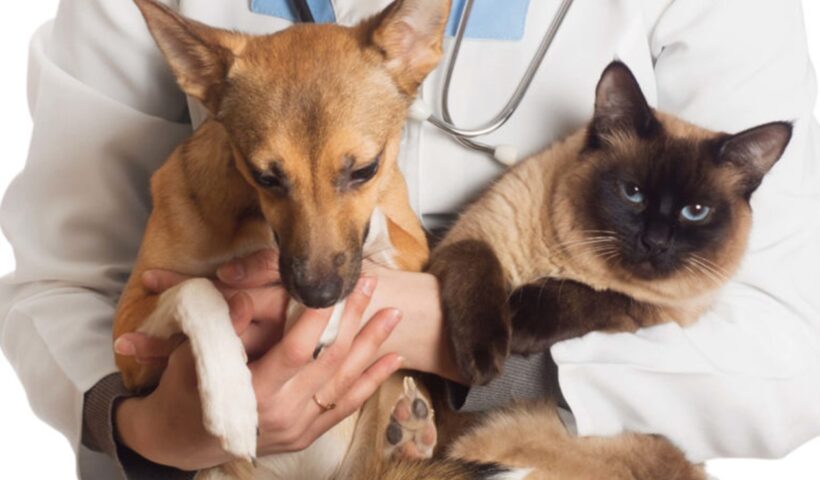 Pinda oferece castração gratuita para cães e gatos no distrito de Moreira César