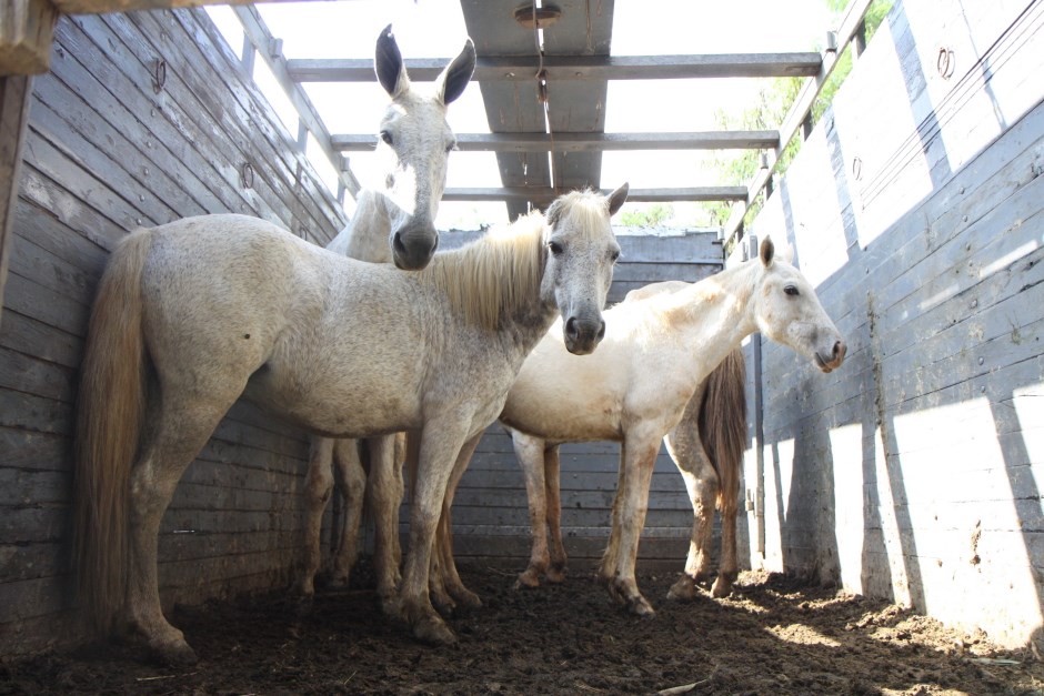 CCZ entrega animais adotados de médio e grande porte