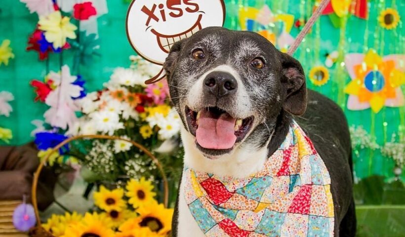 ONG realiza feira de adoção de animais do CCZ de Taubaté
