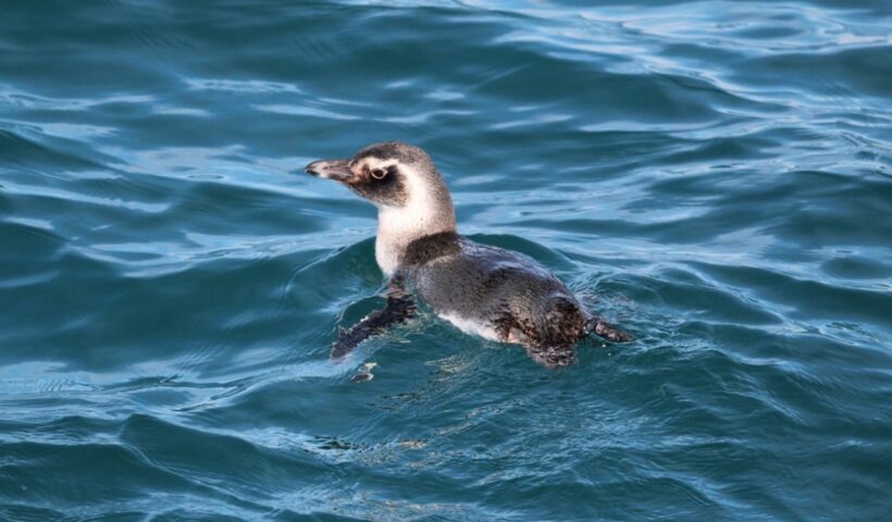 70 pinguins foram resgatados no Litoral Norte nos últimos 45 dias