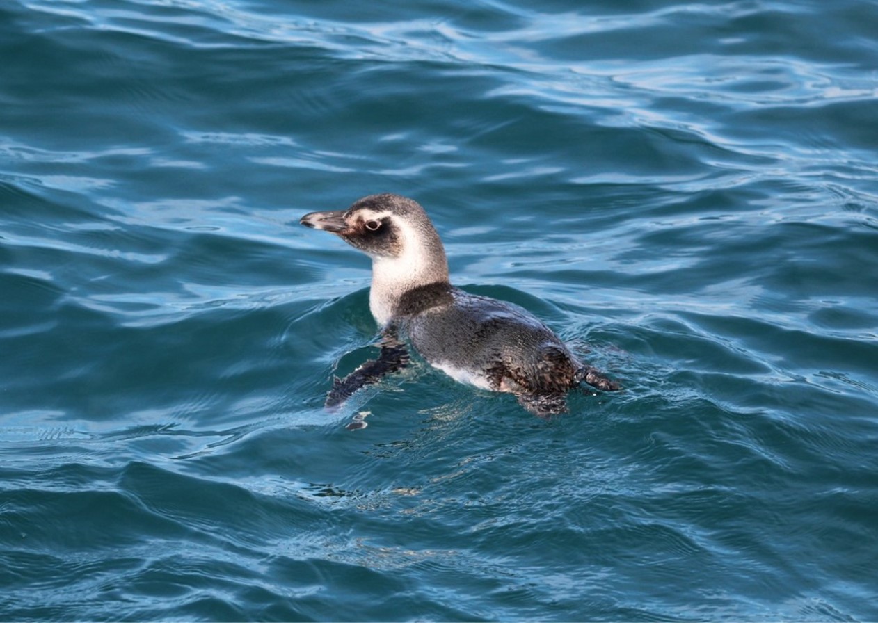 70 pinguins foram resgatados no Litoral Norte nos últimos 45 dias