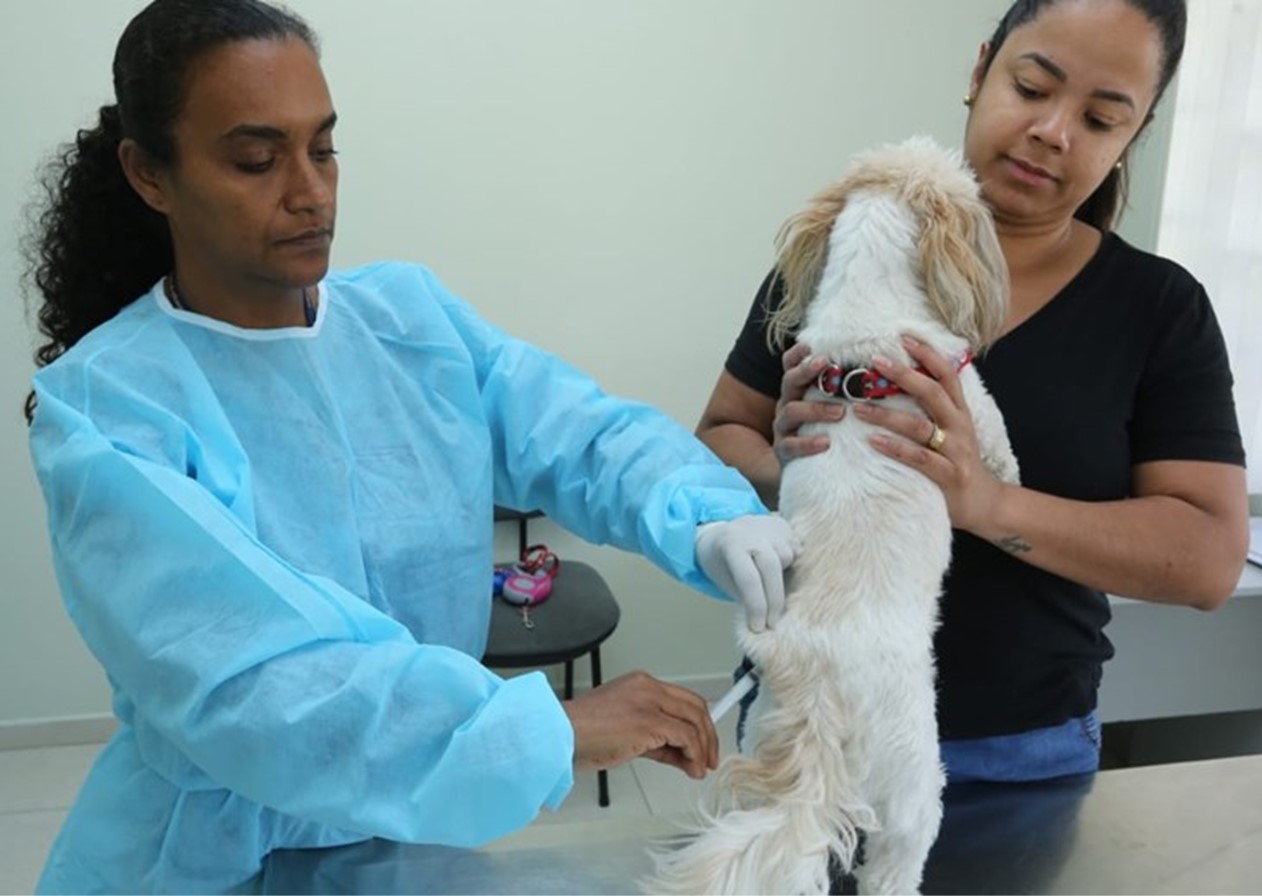 Feira de adoção movimenta o sábado em São José