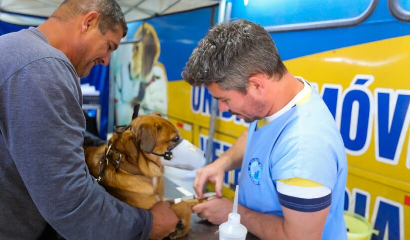 SJC realiza 290 castrações de cães e gatos no Cerejeiras