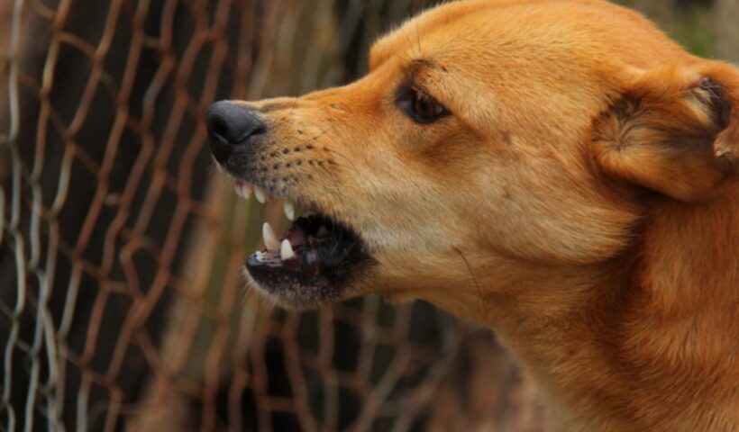 APÓS 25 ANOS, SJC REGISTRA CASO DE CÃO INFECTADO COM VÍRUS DA RAIVA