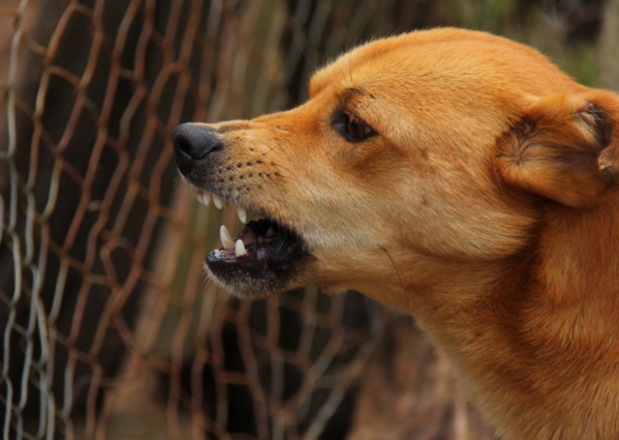APÓS 25 ANOS, SJC REGISTRA CASO DE CÃO INFECTADO COM VÍRUS DA RAIVA