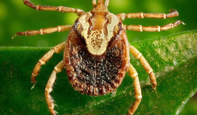 Atibaia registra 1ª morte por febre maculosa de 2022