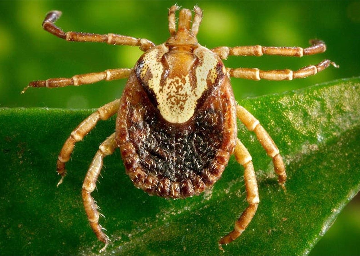 Atibaia registra 1ª morte por febre maculosa de 2022