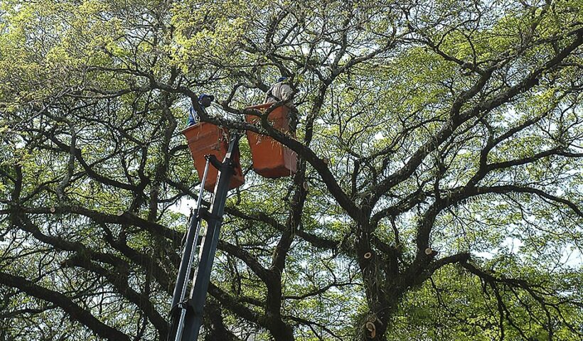 Ação preventiva para conservação de árvores chega à zona leste