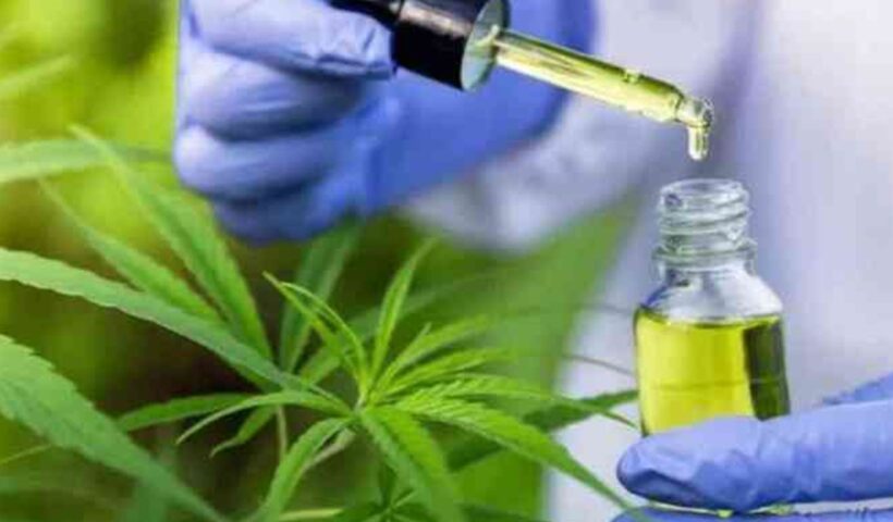 Anvisa autoriza fabricação de novo medicamento à base de cannabis
