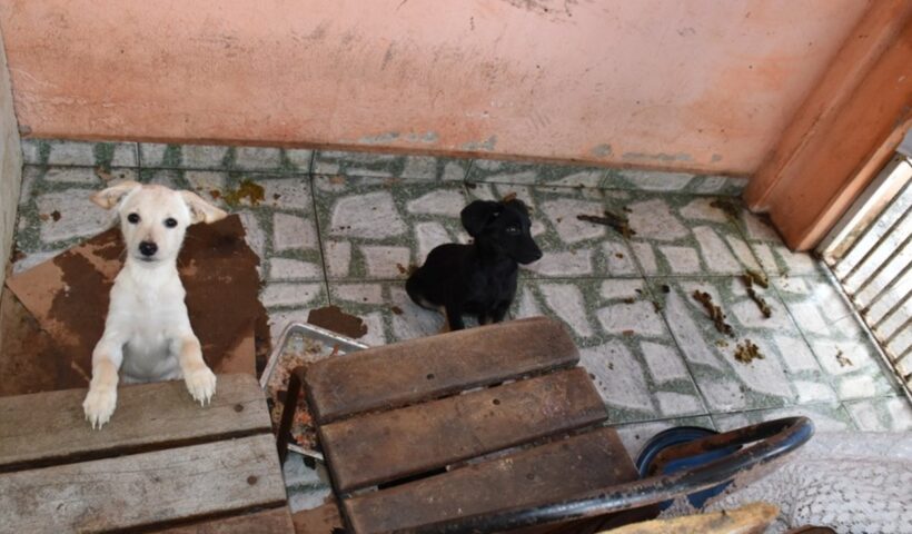 Homem é preso e multado por maus-tratos a 60 animais em Lorena