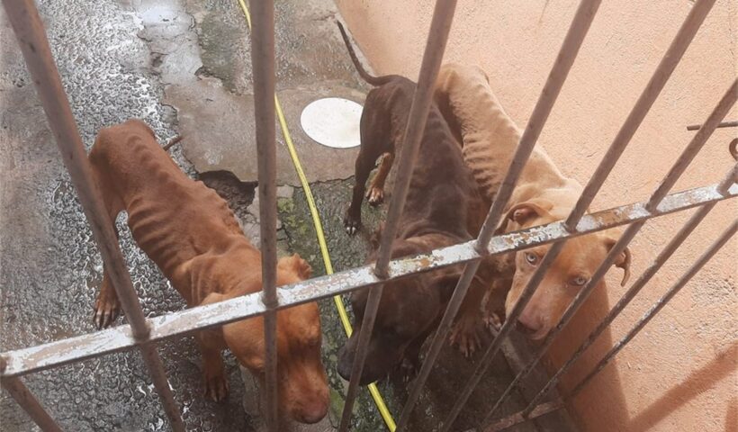 Homem é preso por maus-tratos a cães em Tremembé