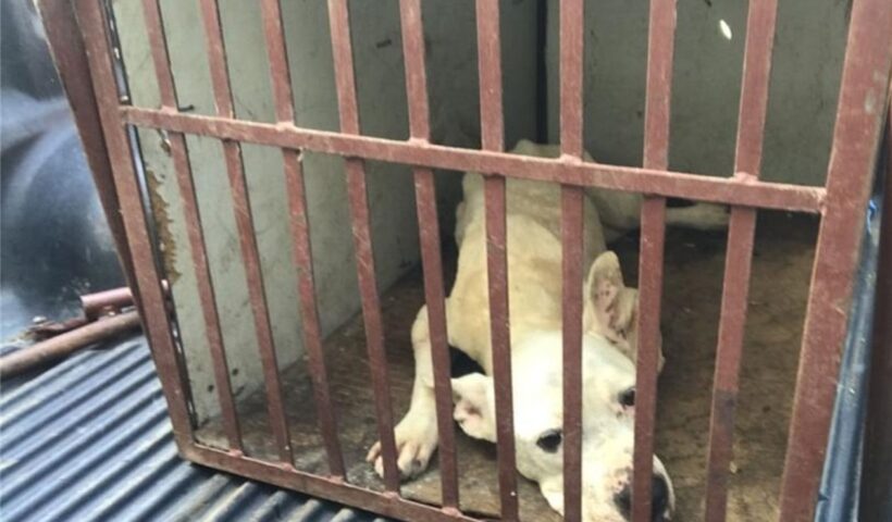 Homem é preso e multado em por maus tratos a pitbull em São José
