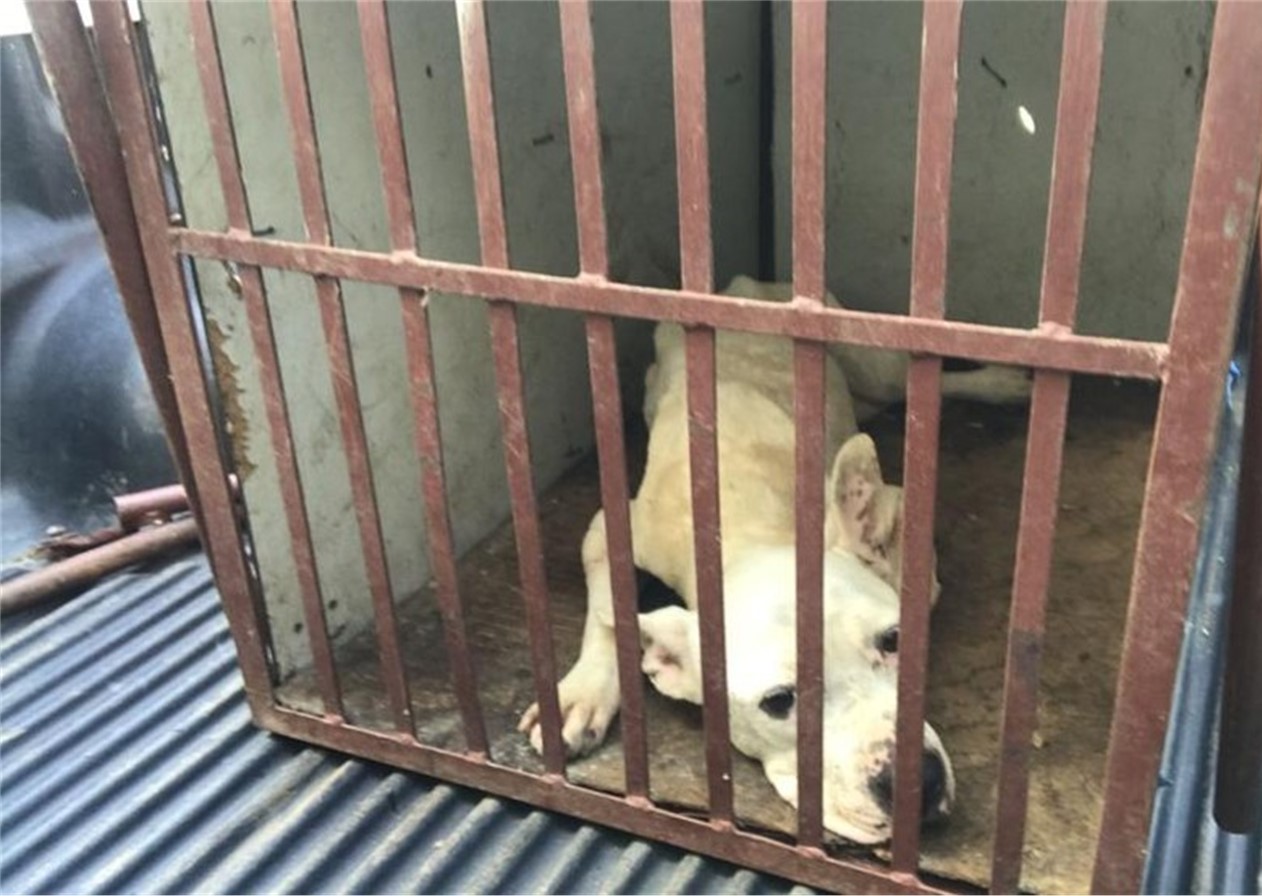 Homem é preso e multado em por maus tratos a pitbull em São José