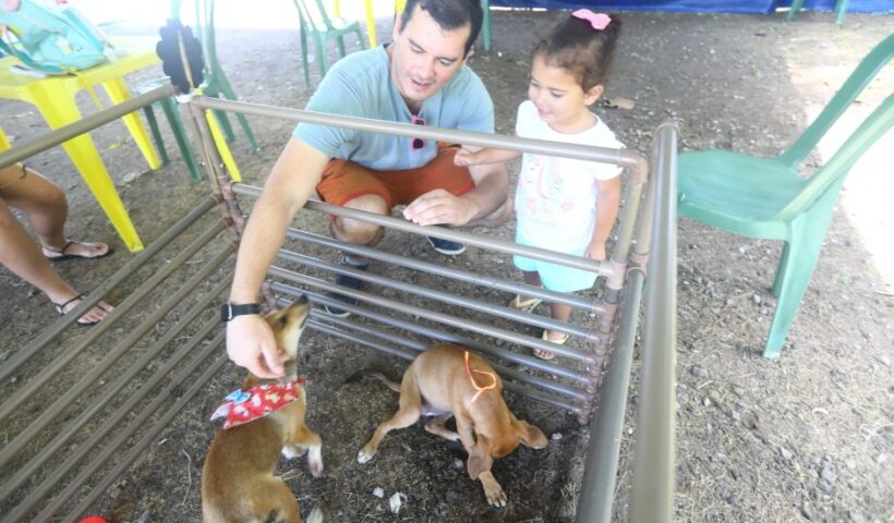 Feira no CCZ de São José disponibiliza 71 pets para adoção