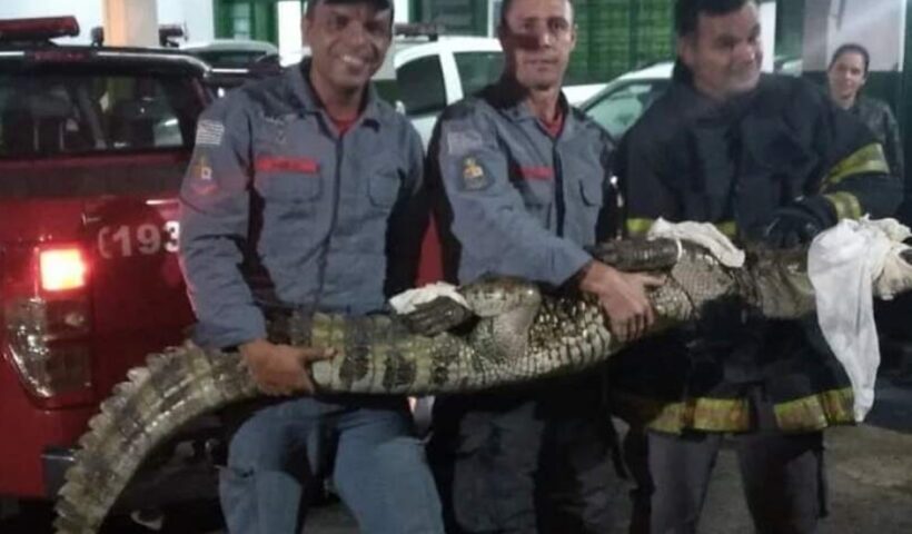 Bombeiros capturam jacaré de mais de 2 metros em fazenda de Guara