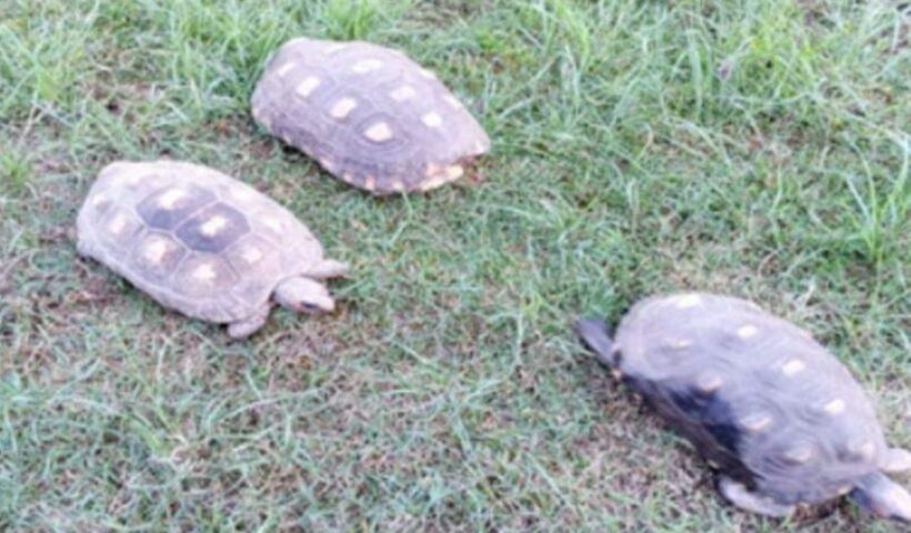 PM Ambiental apreende jabutis em Pinda