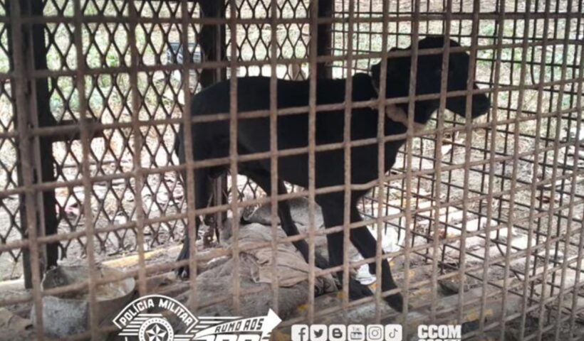 PM Ambiental resgata 20 cães em situação de maus-tratos em Cruzeiro