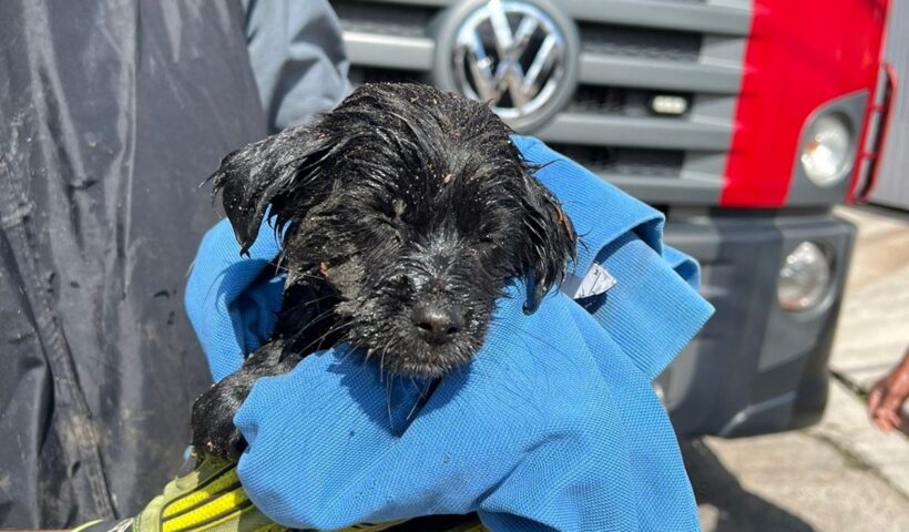 Filhote de cachorro é resgatado após cair dentro de bueiro em São José