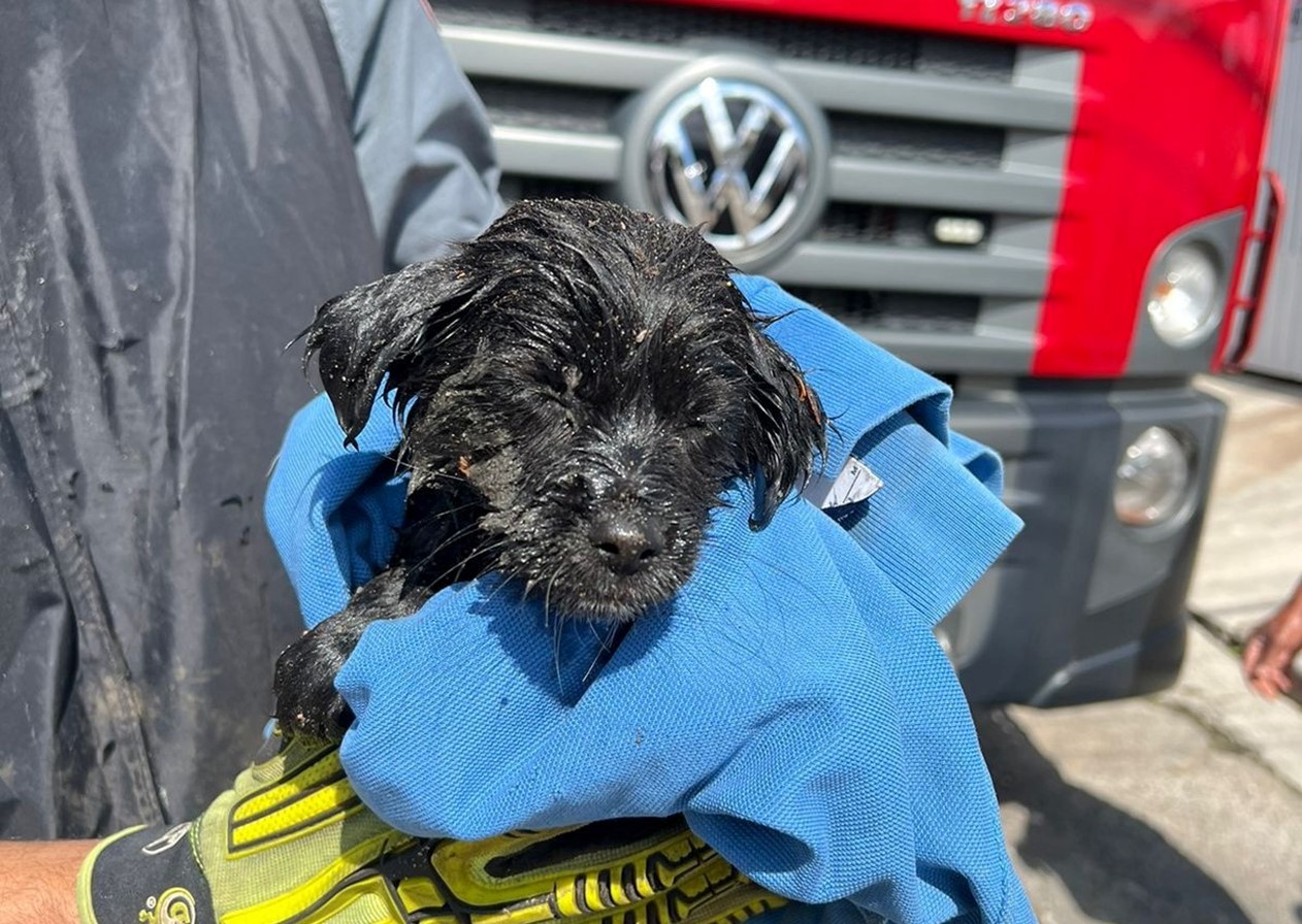 Filhote de cachorro é resgatado após cair dentro de bueiro em São José