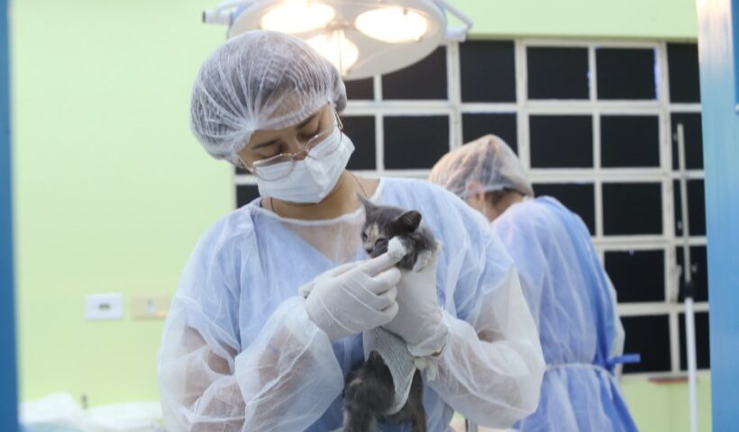 Meu Pet Feliz abre mais 1.000 vagas para castração e microchipagem