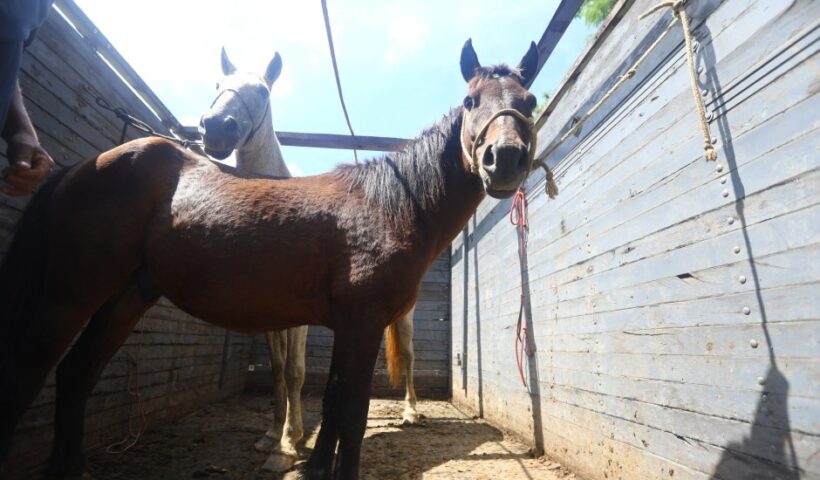 CCZ realiza feira de adoção de animais de grande porte nesta quinta