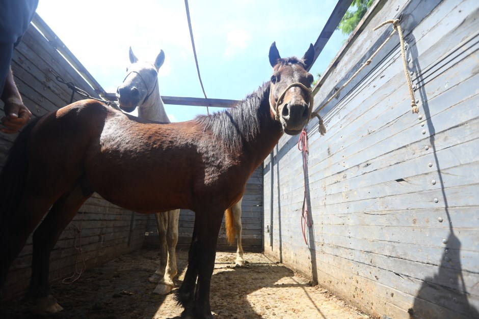 CCZ realiza feira de adoção de animais de grande porte nesta quinta