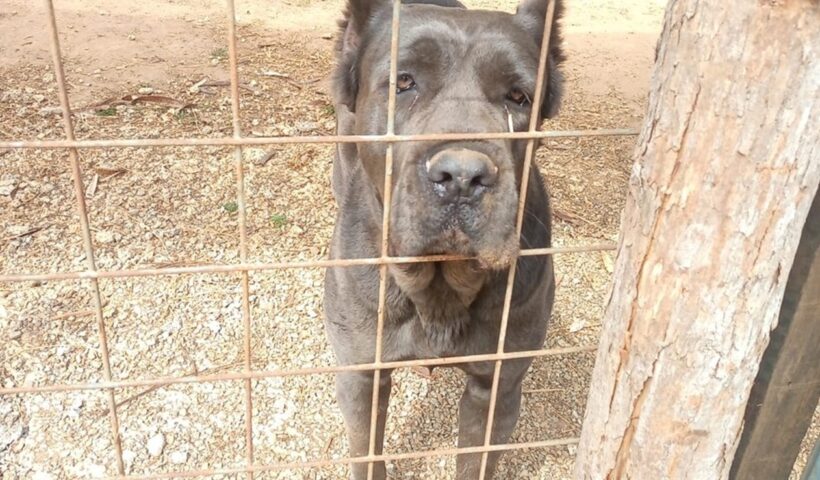 Homem é preso por maus-tratos a sete cachorros em Pinda