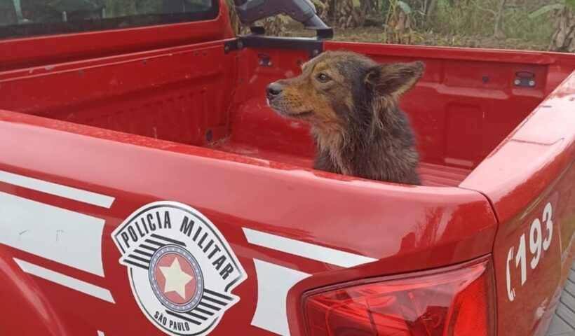 Bombeiros resgatam cachorro de córrego em Guara