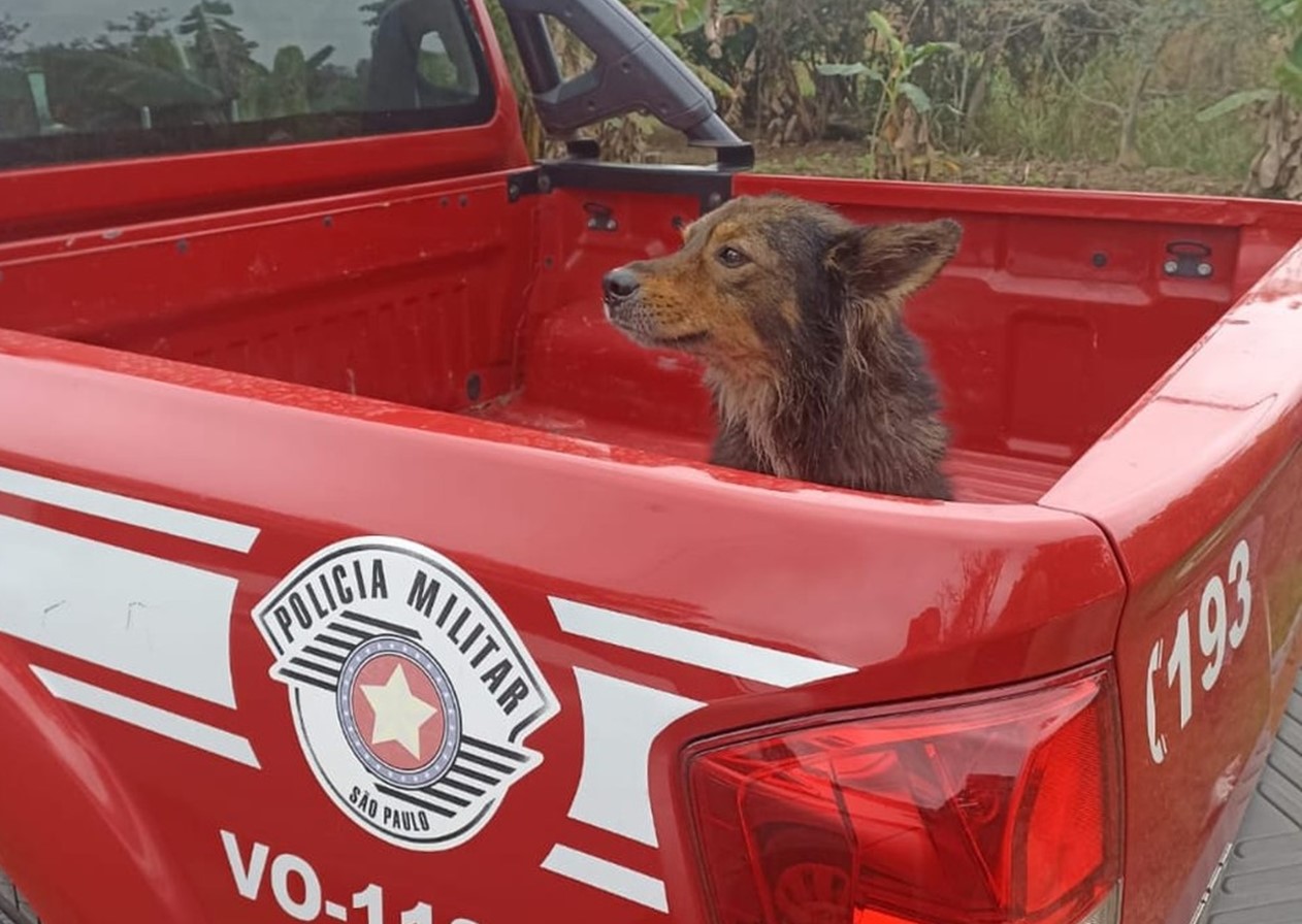 Bombeiros resgatam cachorro de córrego em Guara