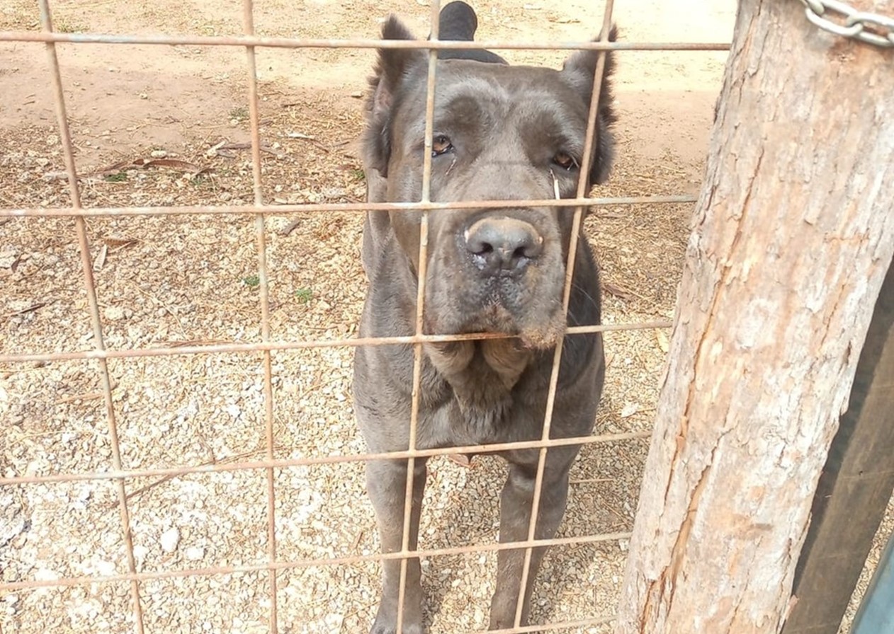 Homem é preso por maus-tratos a sete cachorros em Pinda