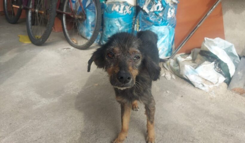 Cão em situação de maus-tratos é resgatado em Pinda